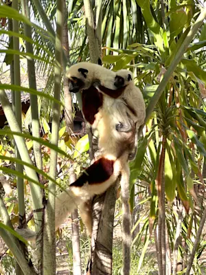 Watching Coquerel's sifaka family in Madagascar.