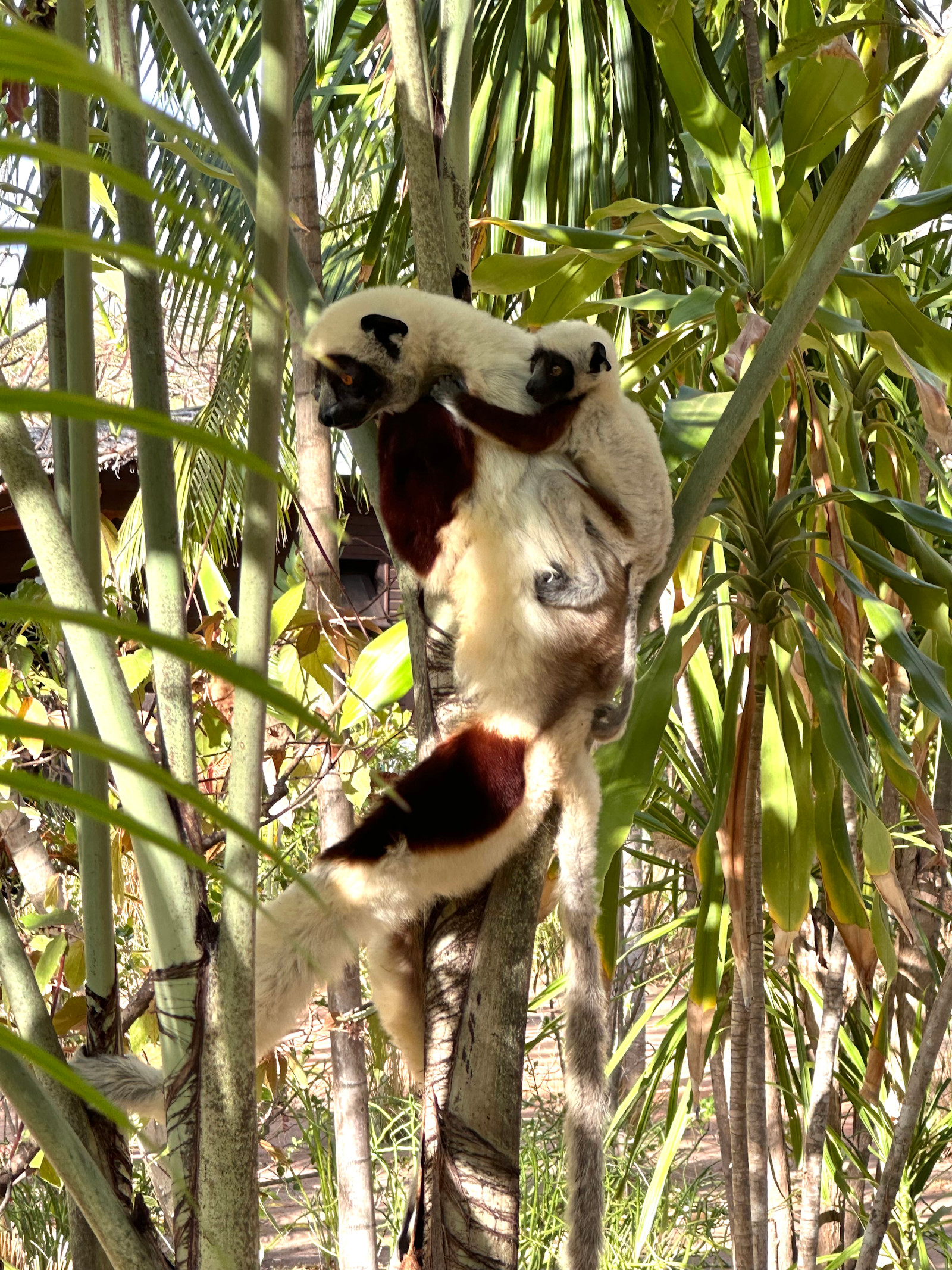 Watching Coquerel's sifaka family in Madagascar.