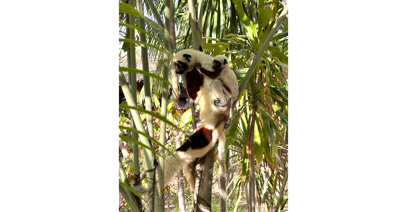 Watching this mother and baby Coquerel's sifaka (a type of lemur) was the highlight of my time in Madagascar!