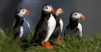 Atlantic puffins, Iceland