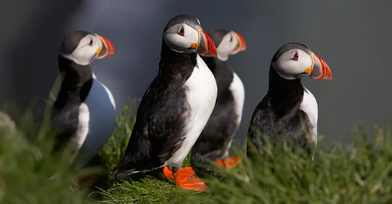 Atlantic puffins, Iceland
