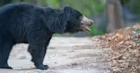 Sloth bear, Tadoba National Park, India.