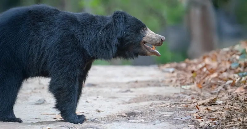 Sloth bear, Tadoba National Park, India.