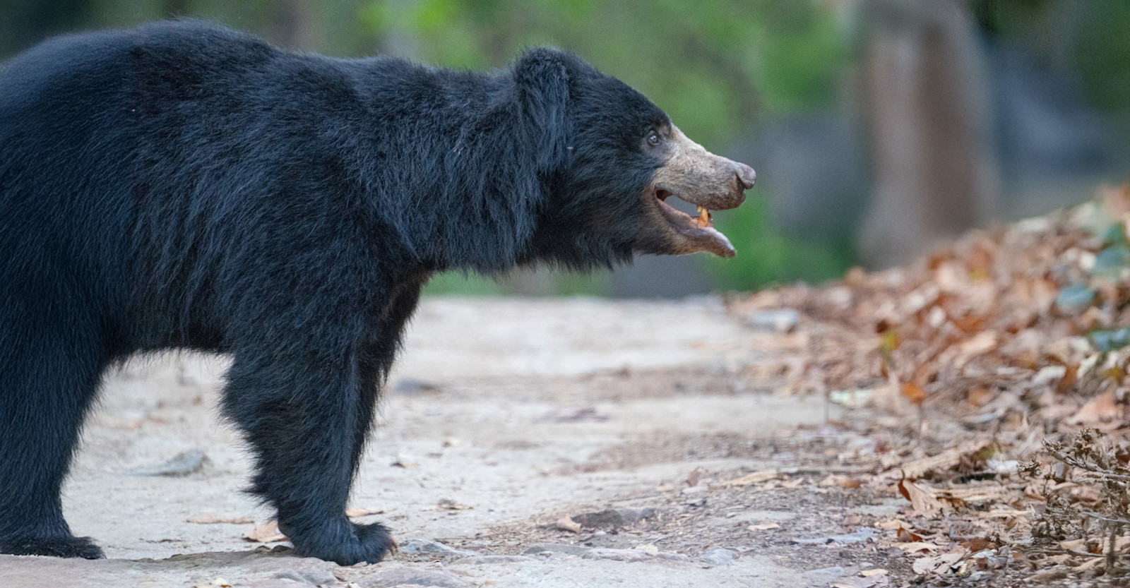 Sloth bear, Tadoba National Park, India.