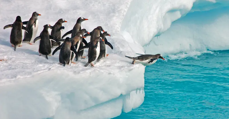 Gentoo penguins, Antarctica.