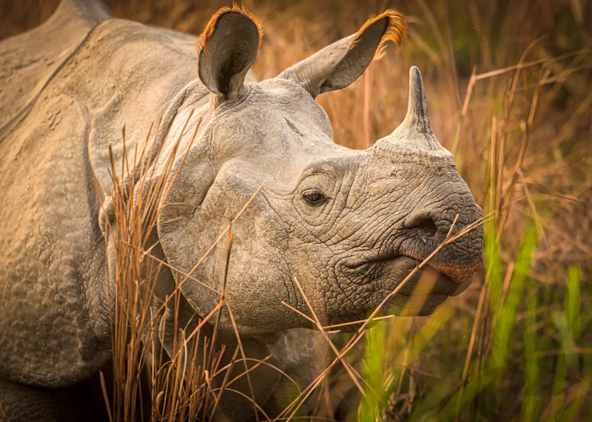 Indian one-horned rhino, Dudhwa National Park, India.