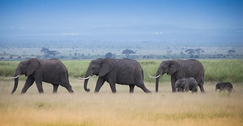 African elephants, Lewa Wildlife Conservancy, Kenya.