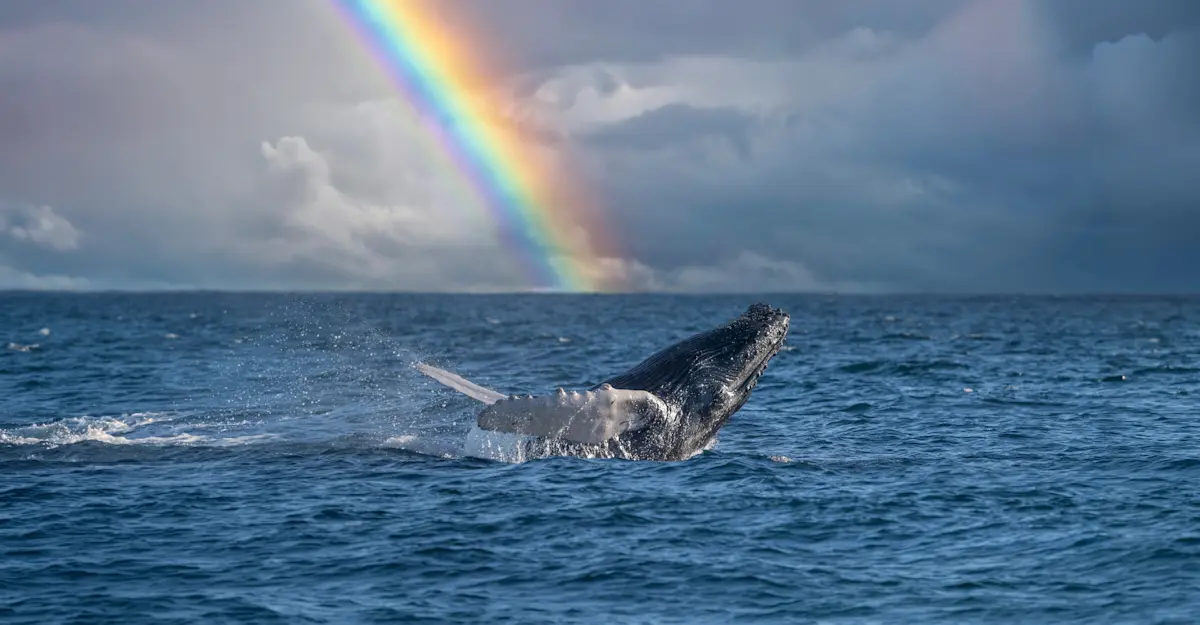 Humpback Whale, Baja, Mexico. 