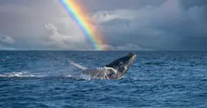 Humpback Whale, Baja, Mexico. 