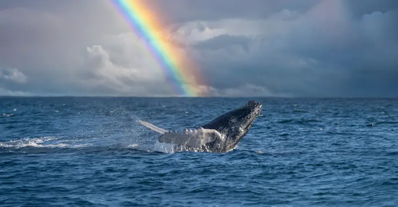 Humpback Whale, Baja, Mexico. 