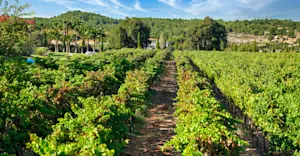 Private vineyard tour, Urla, Turkey.