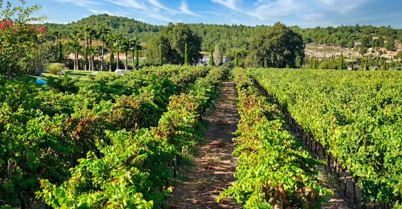 Private vineyard tour, Urla, Turkey.