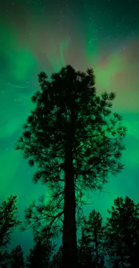 Boreal forest, Churchill