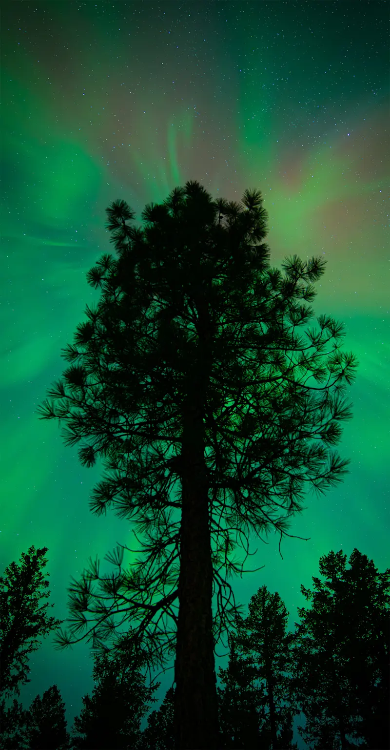 Boreal forest, Churchill