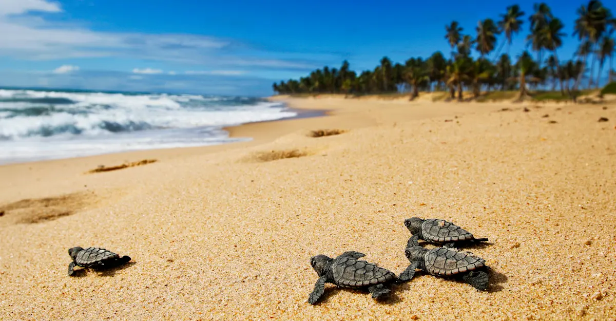 Baby sea turtles, Costa Rica.