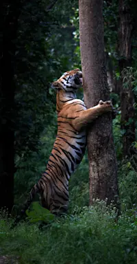 Tiger Scent Marking