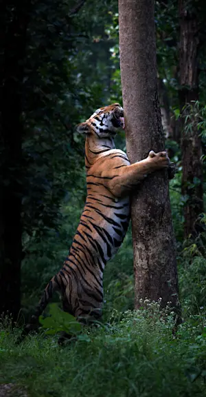Tiger Scent Marking