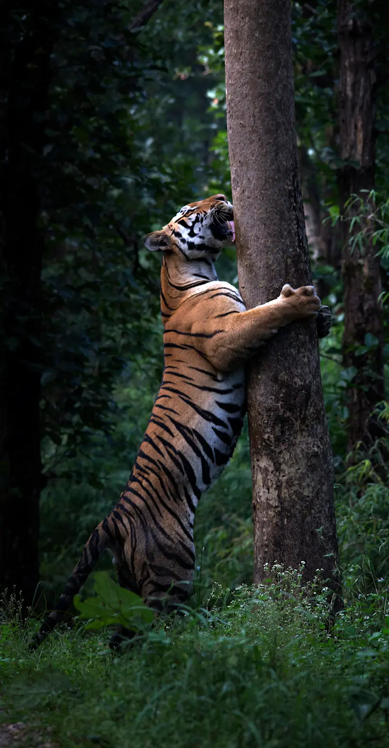 Tiger Scent Marking