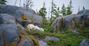 Mom and coy, Churchill summer