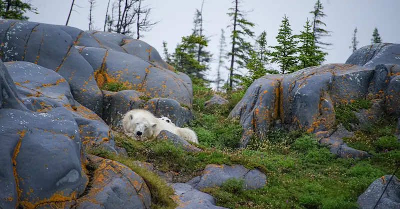 Mom and coy, Churchill summer