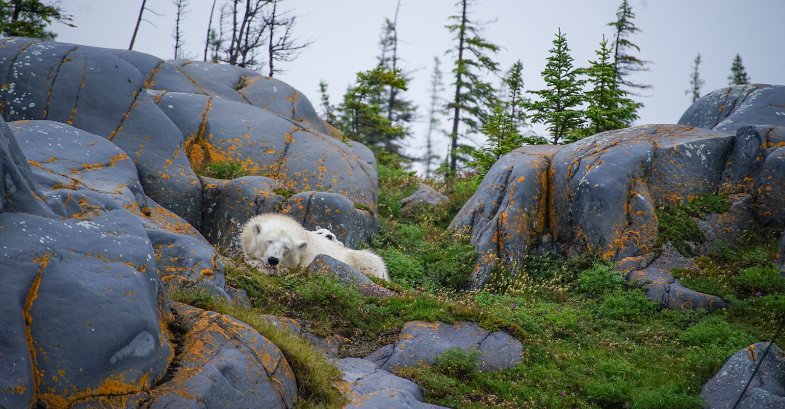 Mom and coy, Churchill summer