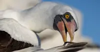 Slideshow Thumbnail 9 of 18