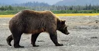 Just a casual walk by in Bear Camp, Alaska.