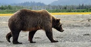 Just a casual walk by in Bear Camp, Alaska.