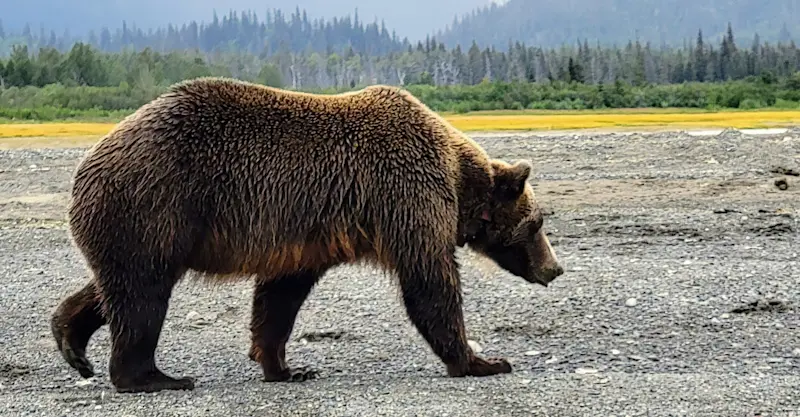 Just a casual walk by in Bear Camp, Alaska.