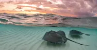 Southern stingrays, Belize.