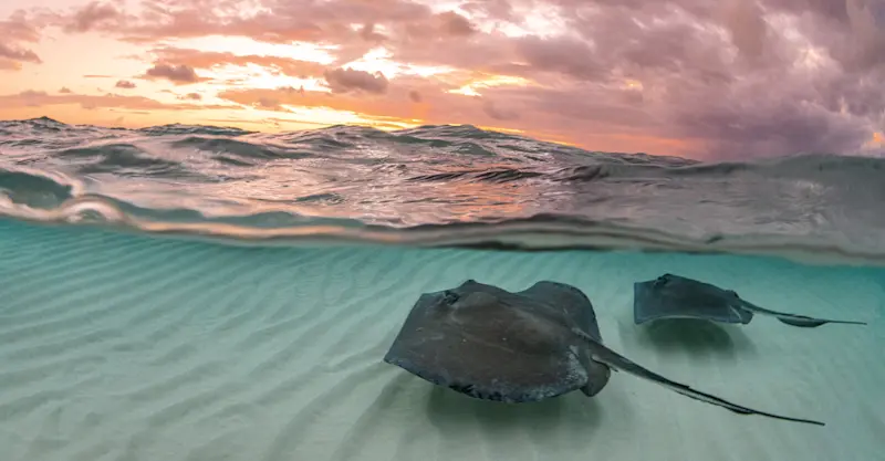 Southern stingrays, Belize.