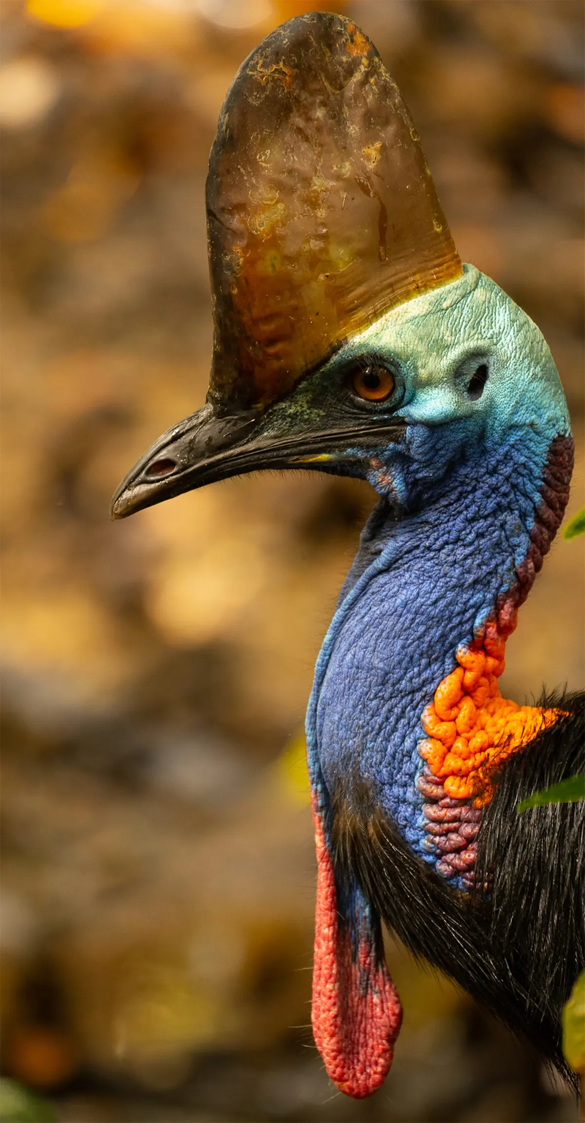 Southern Cassowary, Australia.