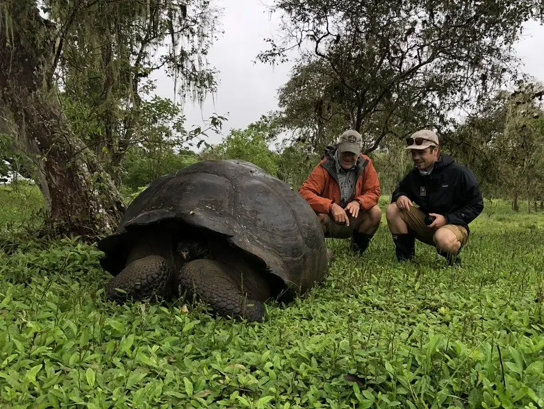 A giant tortoise found in the Galapagos Islands, Ecuador.