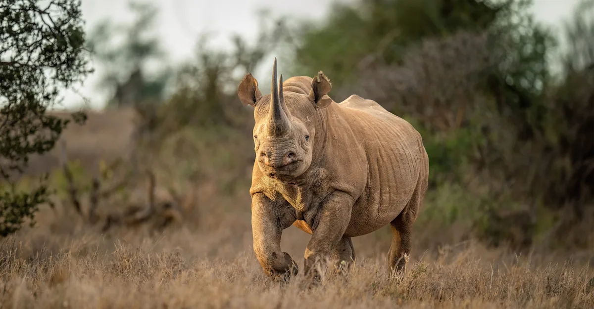 black rhino, Kenya