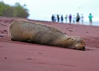 Sea lion who's clearly had a rough day in the Galapagos.