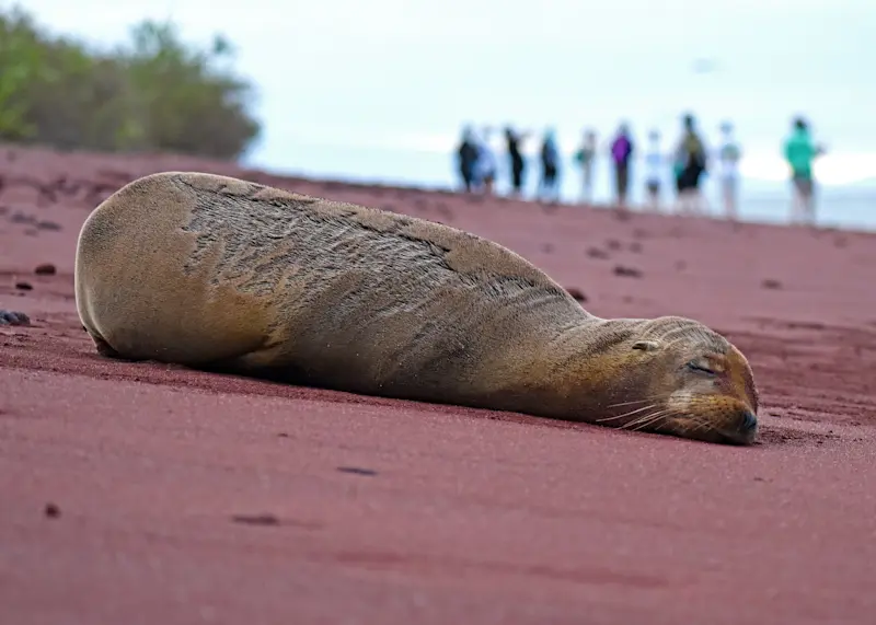 Sea lion who's clearly had a rough day in the Galapagos.