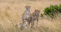 Cheetahs, Nairobi National Park, Kenya.
