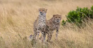 Cheetahs, Nairobi National Park, Kenya.