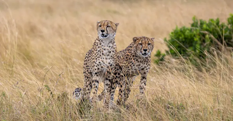 Cheetahs, Nairobi National Park, Kenya.
