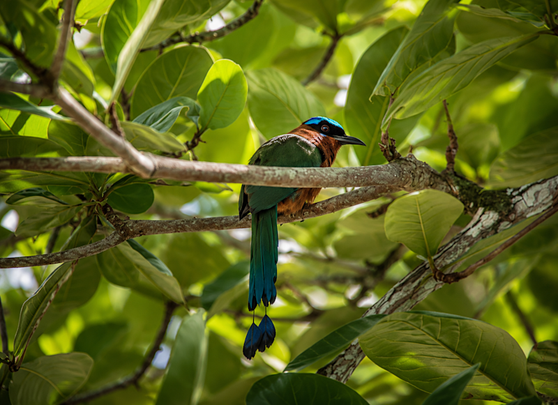 A motmot rests beneath the forest canopy in Tobago.