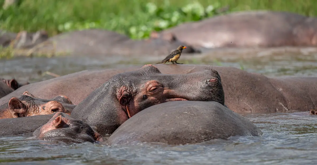 Hippos, Jao Private Concession, Central Okavango, Botswana.