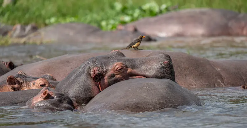 Hippos, Jao Private Concession, Central Okavango, Botswana.