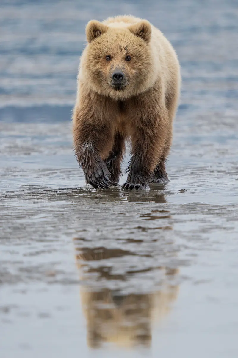 Brown bear, Nat Hab's Alaska Bear Camp, Lake Clark National Park, Alaska.