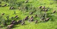 Elephants, South Luangwa National Park, Zambia.