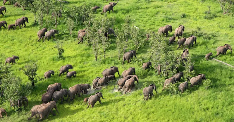 Elephants, South Luangwa National Park, Zambia.