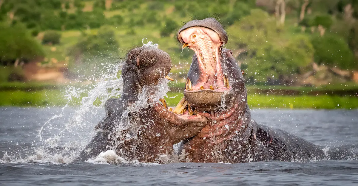 Hippos Fighting, Chobe National Park, Botswana.