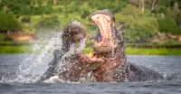 Hippos Fighting, Chobe National Park, Botswana