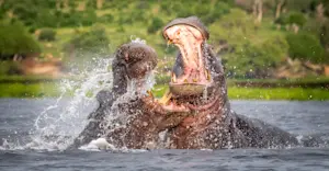 Hippos Fighting, Chobe National Park, Botswana