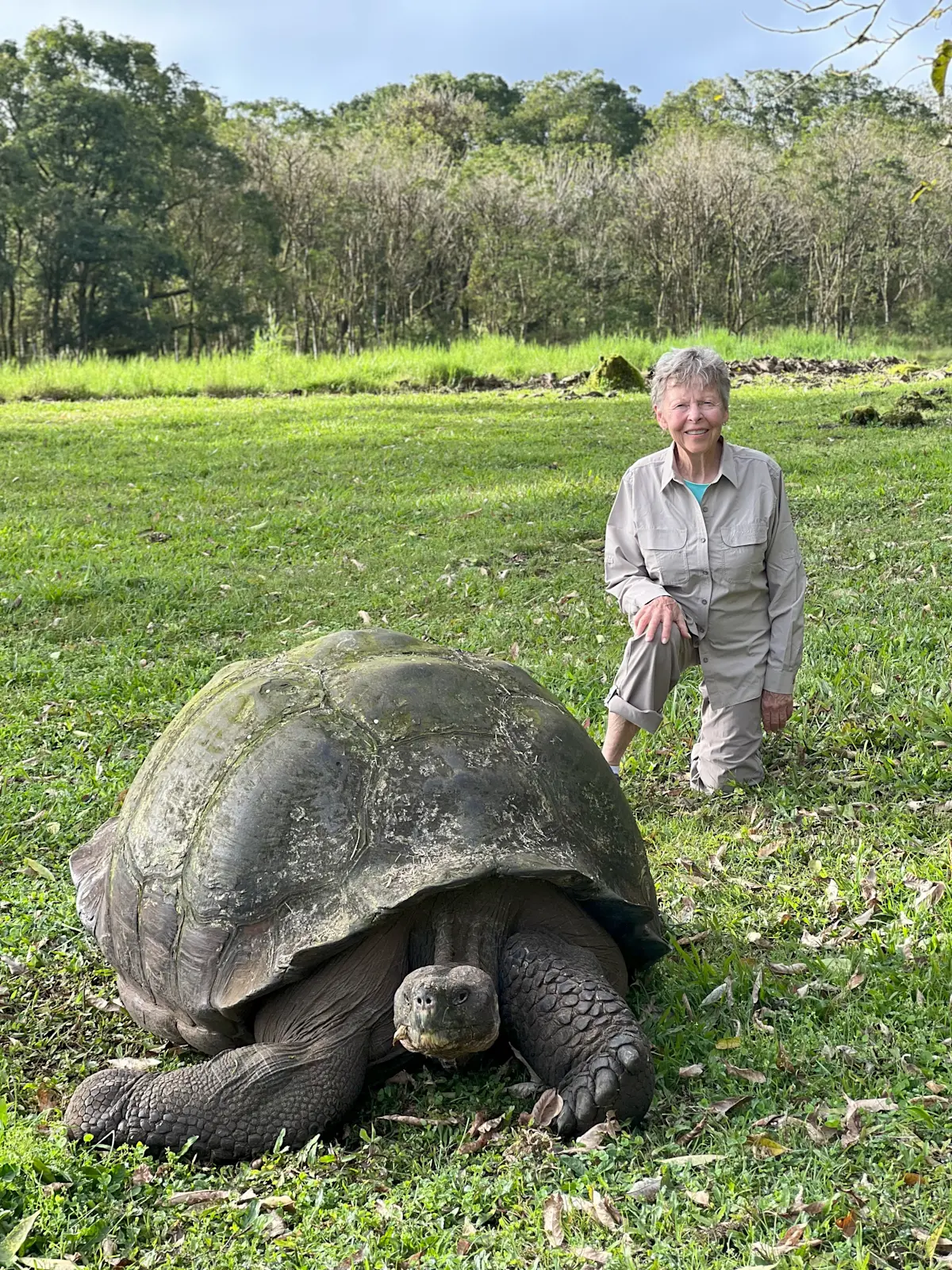 Another giant tortoise at the Galapagos. 