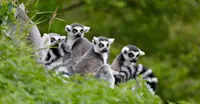 Ring-tailed lemurs, Anja Community Reserve, Madagascar.